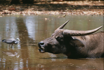 Картинка животные разные вместе