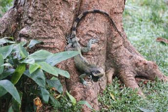 Картинка животные Ящерицы игуаны вараны