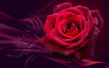 Картинка цветы