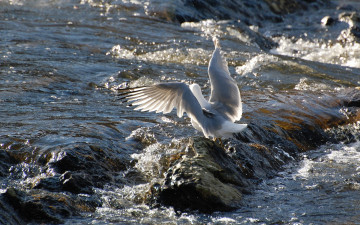 Картинка животные Чайки бакланы крачки
