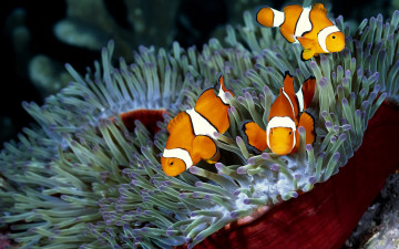 Картинка животные рыбы