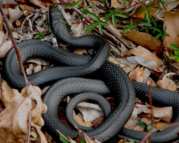 Обои картинки фото животные, змеи, питоны, кобры