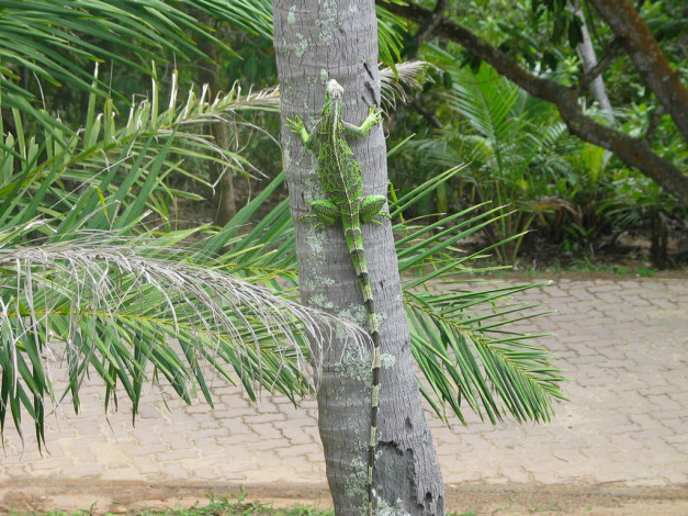 Обои картинки фото животные, Ящерицы, игуаны, вараны