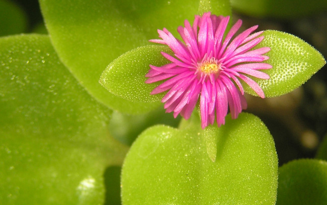 Обои картинки фото цветы, аизовые