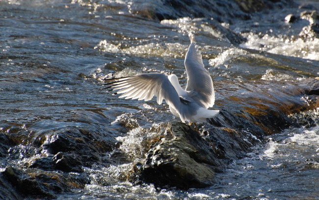 Обои картинки фото животные, Чайки, бакланы, крачки