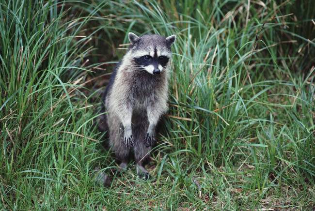 Обои картинки фото животные, еноты