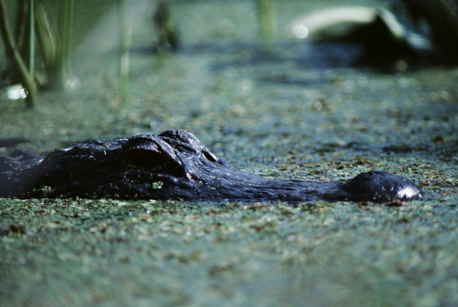 Обои картинки фото животные, крокодилы