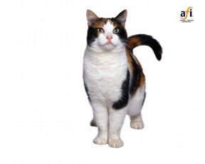 Картинка животные коты