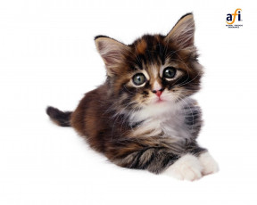 Картинка животные коты