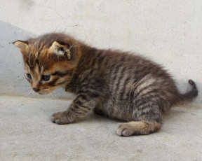 Картинка животные коты