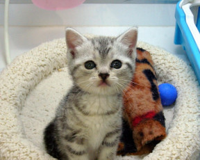 Картинка животные коты