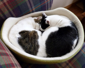 Картинка животные коты