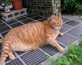 Картинка животные коты