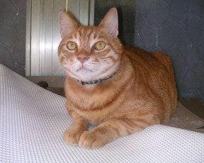 Картинка животные коты