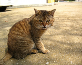 Картинка животные коты