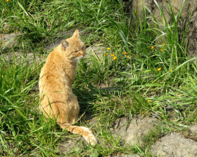 Картинка животные коты