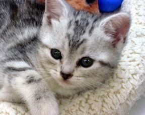 Картинка животные коты