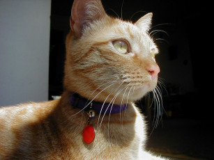 Картинка животные коты