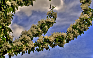 Картинка цветы цветущие деревья кустарники