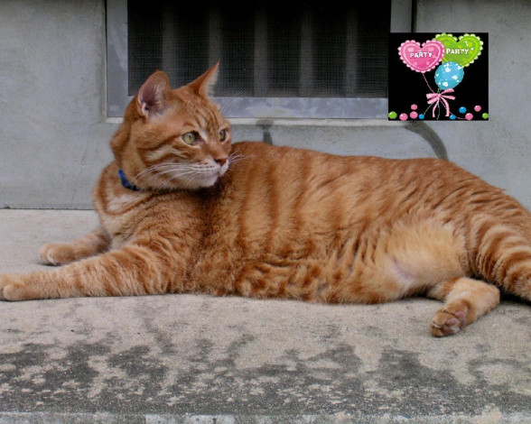 Обои картинки фото животные, коты