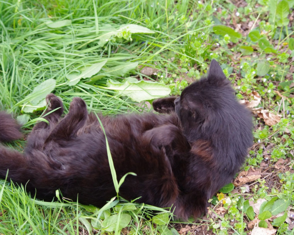 Обои картинки фото животные, коты