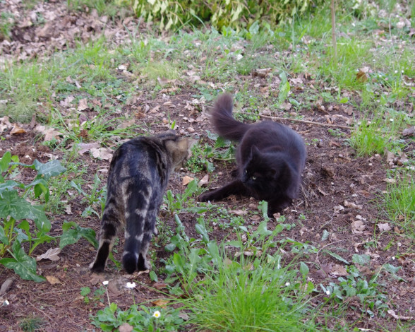 Обои картинки фото животные, коты