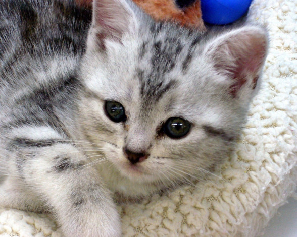 Обои картинки фото животные, коты