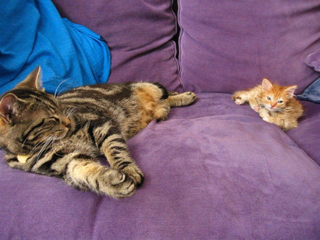 Обои картинки фото животные, коты