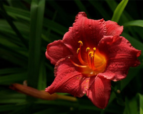 Картинка цветы лилии лилейники