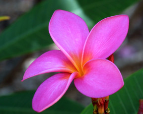 Картинка цветы плюмерия