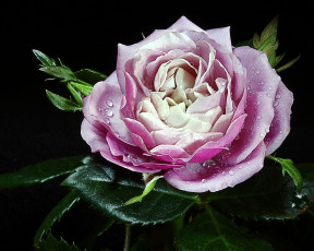 Картинка цветы розы