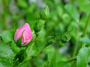 Картинка цветы розы