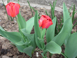 Картинка цветы тюльпаны