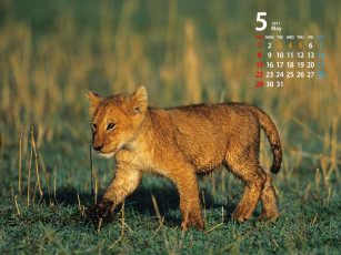 Картинка календари животные