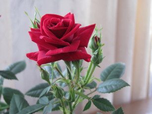 Картинка комнатная роза цветы розы