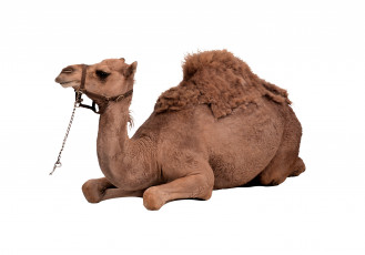 Картинка животные верблюды