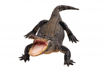 Картинка животные крокодилы