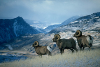 Картинка животные овцы бараны