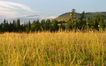 Картинка природа луга