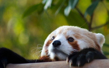 Картинка животные панды