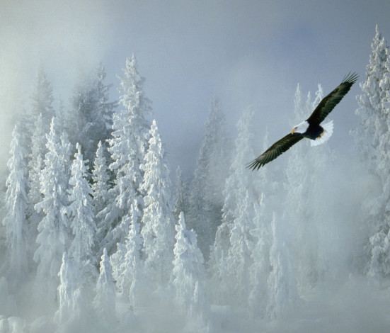 Обои картинки фото животные, птицы, хищники