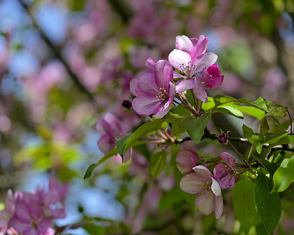Обои картинки фото цветы, цветущие, деревья, кустарники