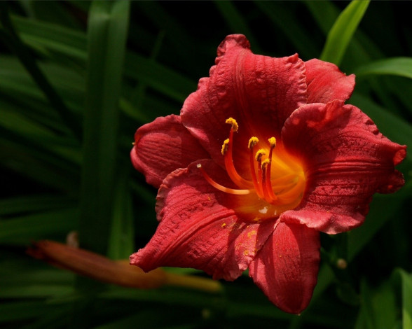 Обои картинки фото цветы, лилии, лилейники