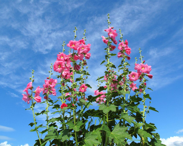 Обои картинки фото цветы, мальвы