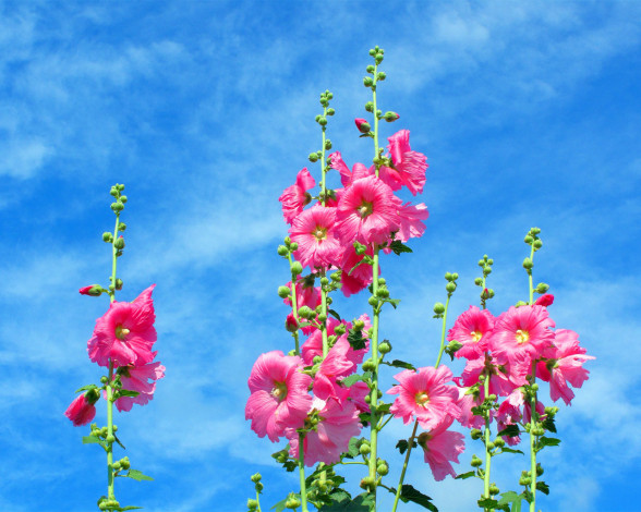 Обои картинки фото цветы, мальвы