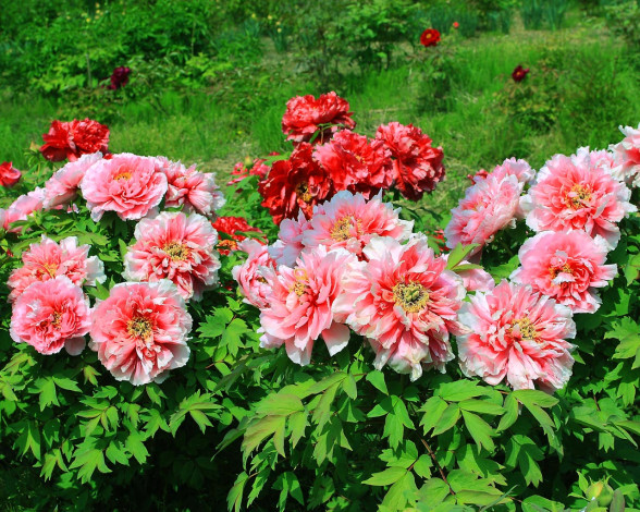 Обои картинки фото цветы, пионы