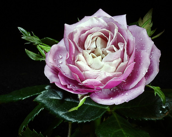 Обои картинки фото цветы, розы