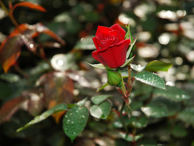 Обои картинки фото цветы, розы