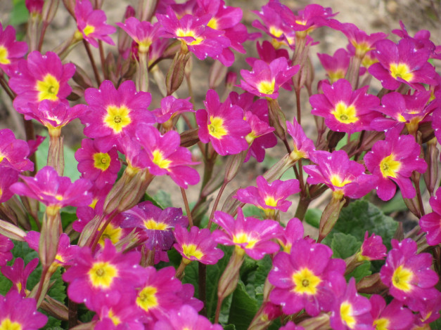 Обои картинки фото первоцвет, цветы, примулы, примула