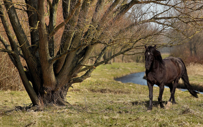 Обои картинки фото животные, лошади